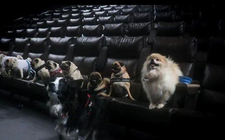 Cinema cria sessões petfriendly para humanos e seus pet neste sábado (15)