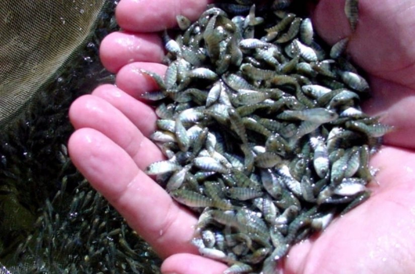 Governo faz distribuição de alevinos de tilápias nos municípios