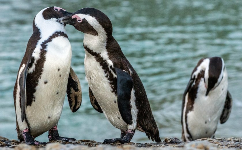 Pinguins ficam juntos 'até que a morte os separe', mas dão seus pulinhos para fora do ninho; entenda