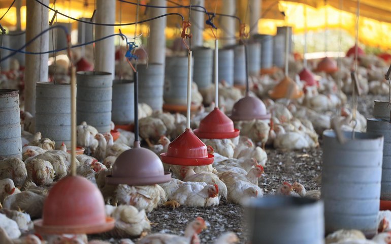 IMA identifica irregularidades em granjas clandestinas durante  Fiscalização Preventiva