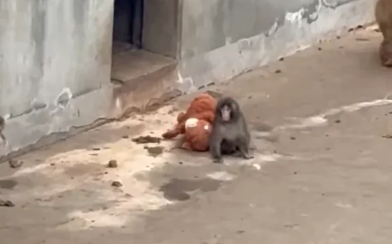 Macaco que viralizou senta-se com sua 'mãe' de pelúcia após ser abandonado