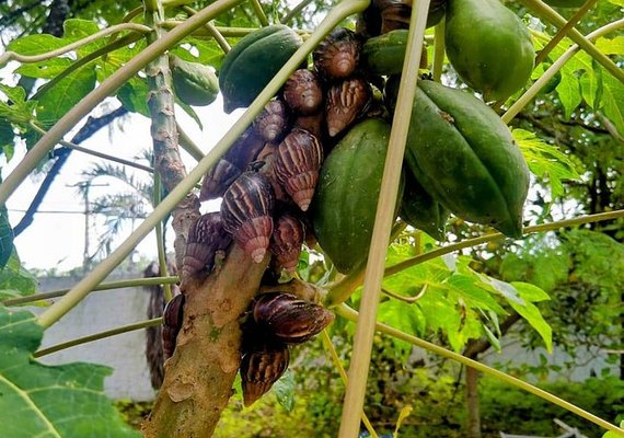 Saúde alerta para alta incidência de caramujos africanos na quadra chuvosa