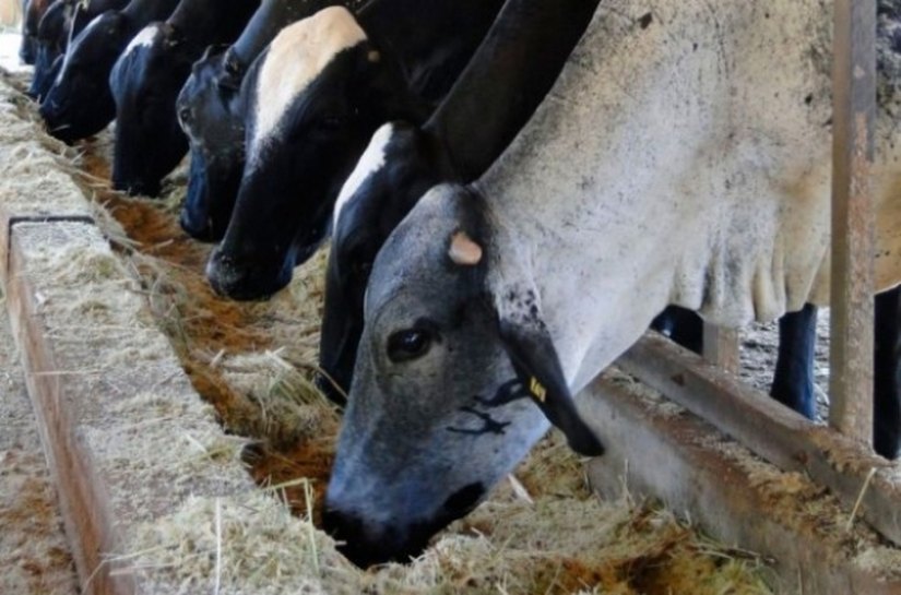 Governo distribuirá bagaço de cana a pequenos produtores do Semiárido