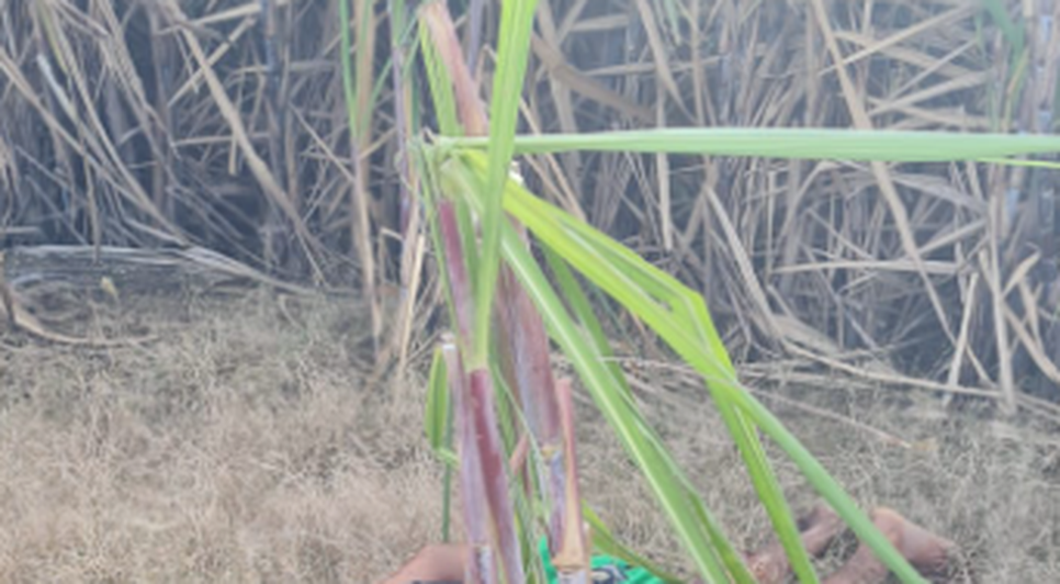 Homem é encontrado morto com perfurações e braços amarrados em canavial de Maruim / Foto: Foto: Portal A8SE/Reprodução