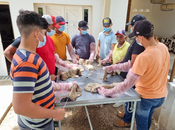 Seagri abre inscrições para turma de fevereiro do Curso de Inseminação Artificial em Bovinos