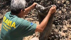 Ibama apreende cerca de 3 mil caranguejos sem declaração de estoque  / Foto: 0000000