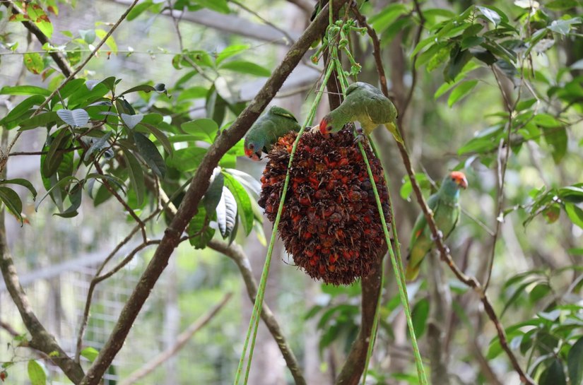 IMA participa de plano para preservação e reintrodução de Papagaio-do-mangue e Papagaio-chauá em Alagoas