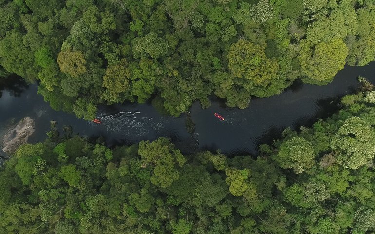 Câmeras trap flagram jaguatirica com presa