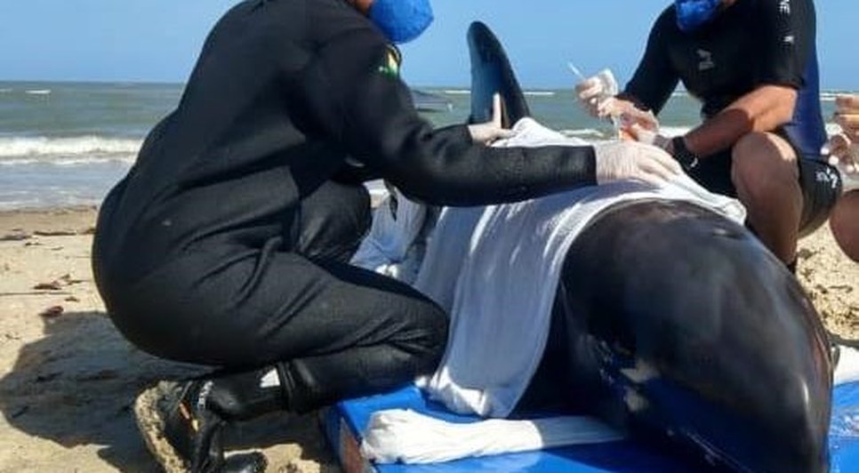 Golfinho encalhado no litoral sul de Sergipe é resgatado 