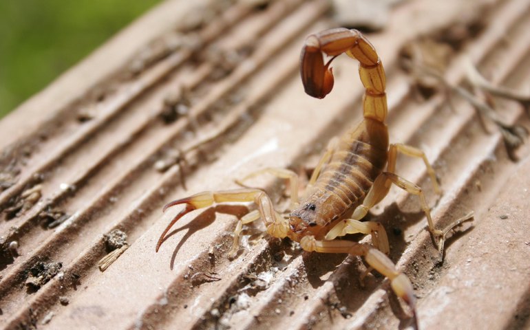Chuva exige atenção com animais peçonhentos, alerta equipe do Hospital Ib Gatto Falcão