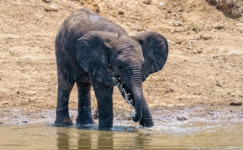 Bebê elefante se aventura na água
