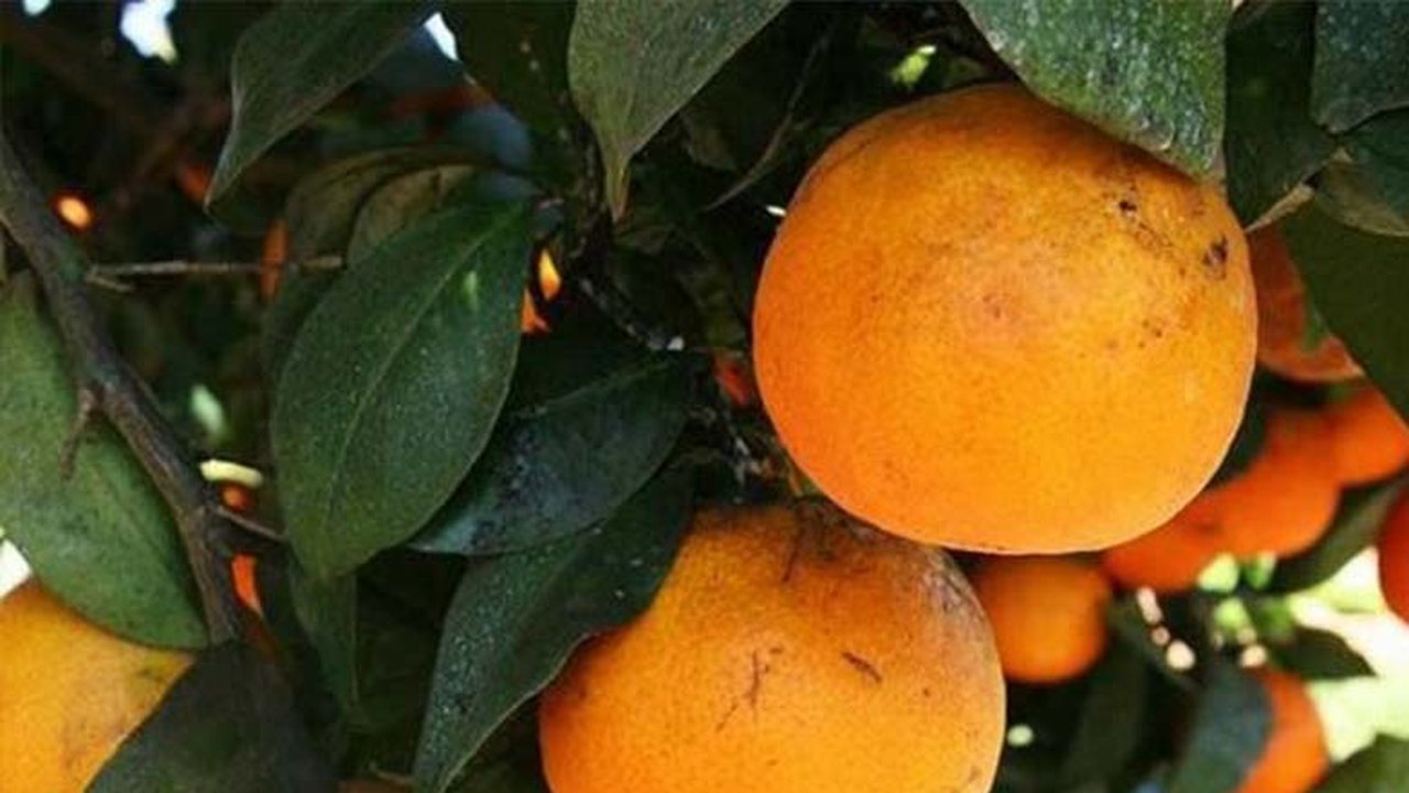 Cooperativa de agricultores rurais é inaugurada em Joaquim Gomes