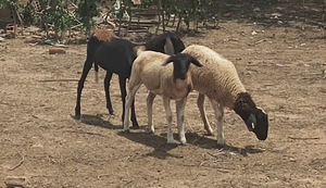 Animais sofrem ataques em Craíbas