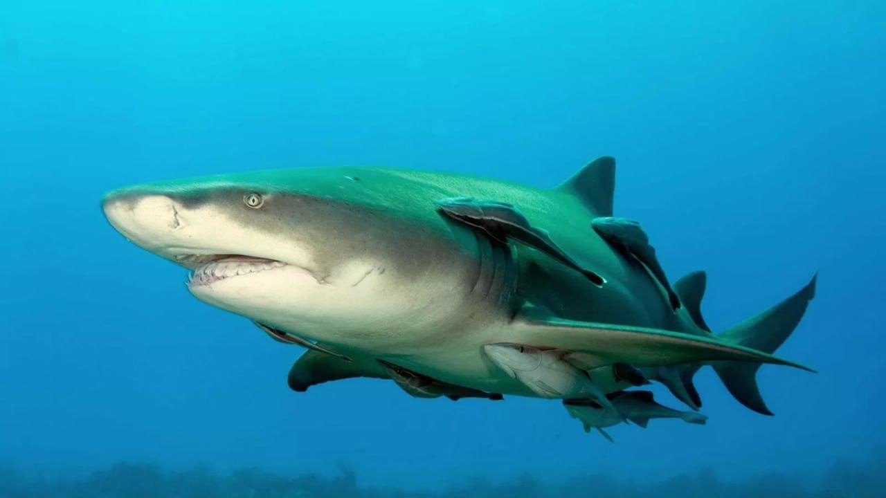 Do mar à areia: dentes fósseis de tubarão são descobertos em deserto do Egito