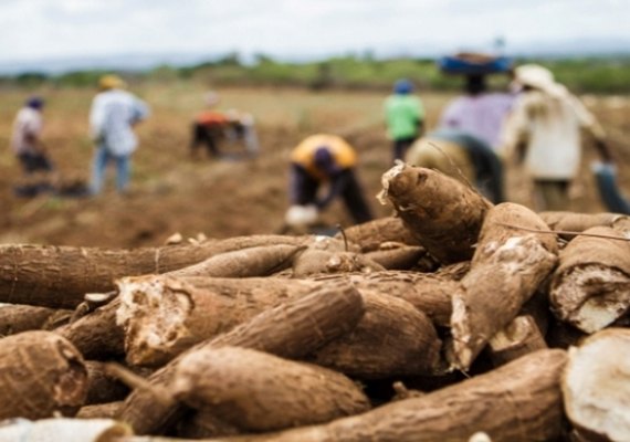 Dia de Campo em Arapiraca fortalece cadeia produtiva da mandioca