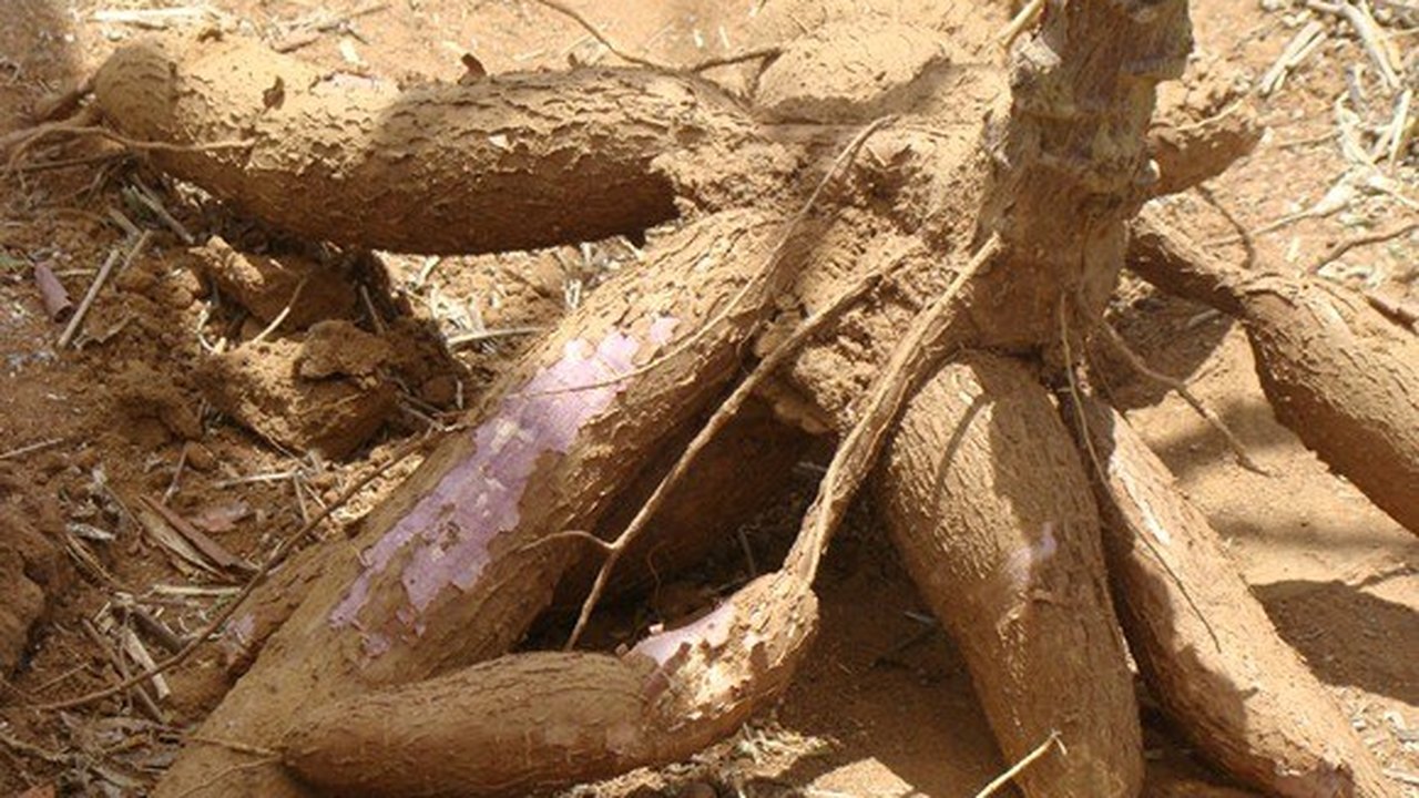 Produtores de farinha discutem adequação ambiental com consultor
