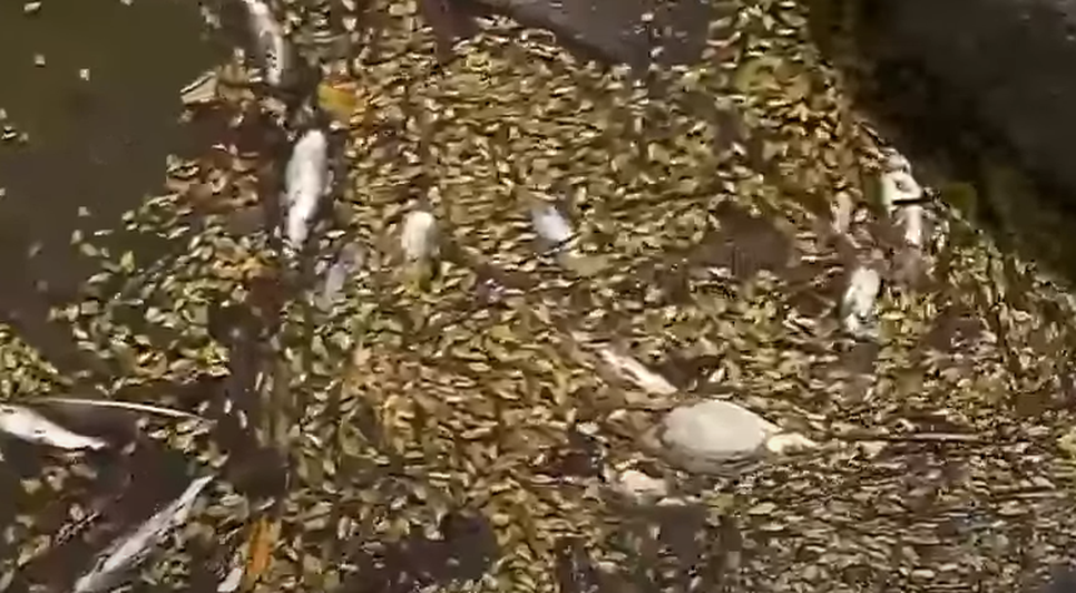 Após mortandande de peixes, Adema apura denúncia de crime ambiental em Aracaju