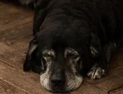 Os animais que passam anos aguardando uma família - Pexels (3).jpg 