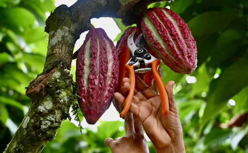 Cacau é valorizado como 'ouro' no Equador e atrai crime organizado