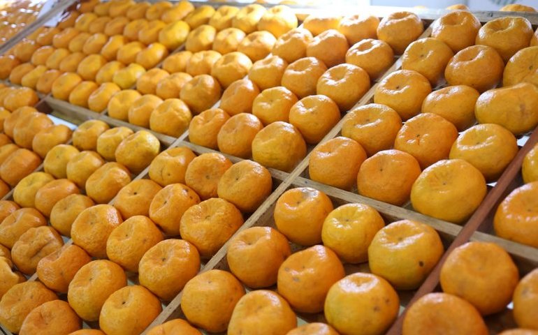 Lei reconhece Cerro Azul (PR) como capital nacional da mexerica ponkan