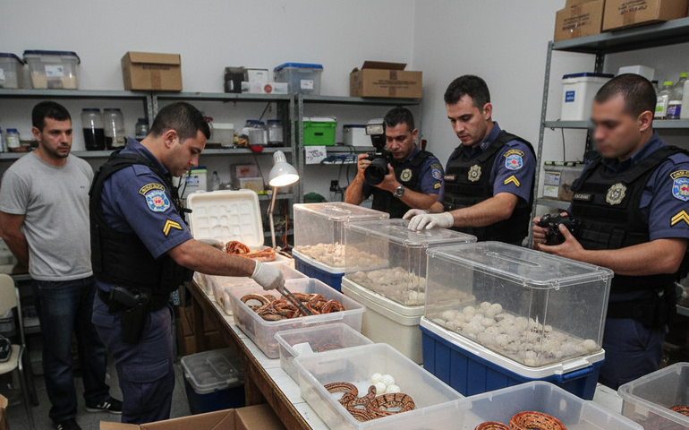 Polícia resgata 41 cobras e mais de 200 ovos enviados ilegalmente pelos Correios