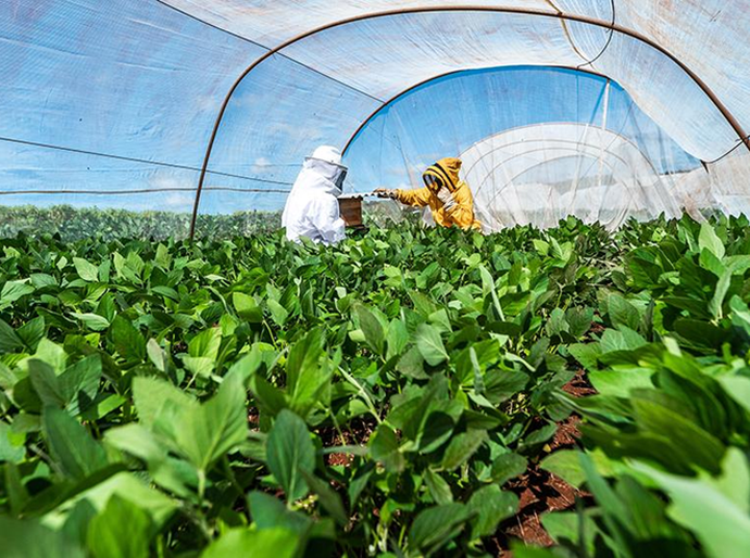 Senar, Embrapa e BASF lançam curso sobre integração entre apicultura e sojicultura