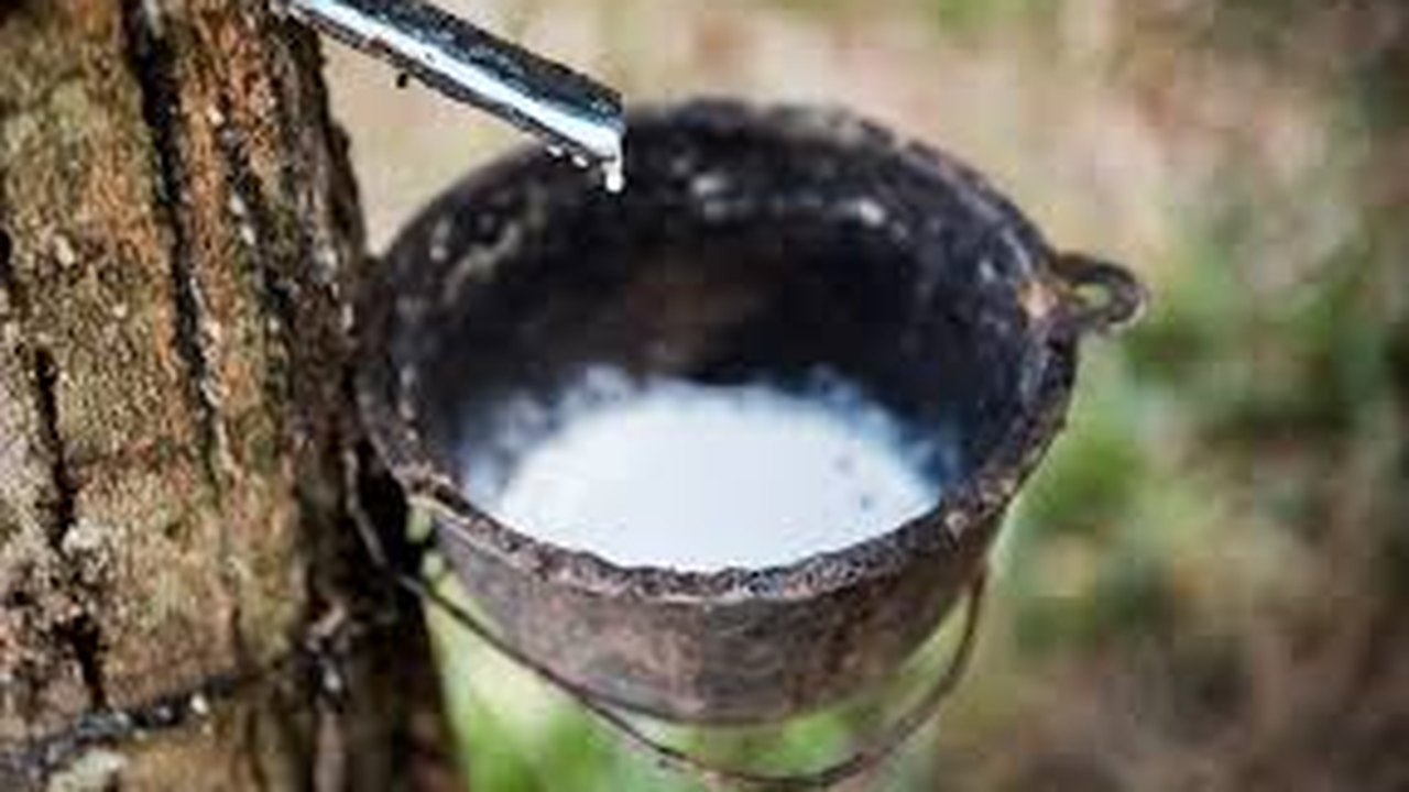 Camex mantém tarifa de 10,8% sobre borracha natural importada de fora do Mercosul