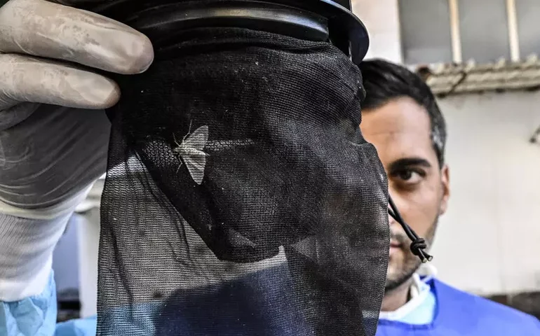 Itália registra mais 2 mortes por febre do Nilo Ocidental