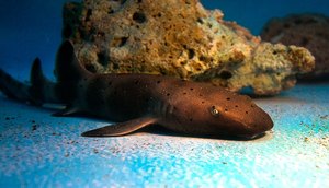 Primeiro filhote de tubarão-lixa nasce em oceanário de Sergipe