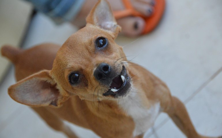 Sesau explica o que fazer quando for mordido por um cão de procedência desconhecida