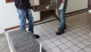 ANIMAIS APREENDIDOS / Foto: Ascom/ Sedurbs