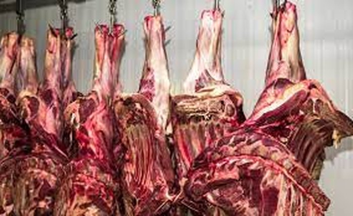 Em dezembro, o abate de vacas alcançará cerca de 700 mil cabeças/mês elevando a oferta da proteína bovina no mercado