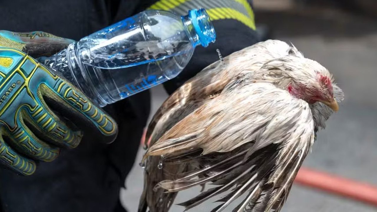 Incêndio em famoso mercado popular da Tailândia mata pelo menos mil animais enjaulados