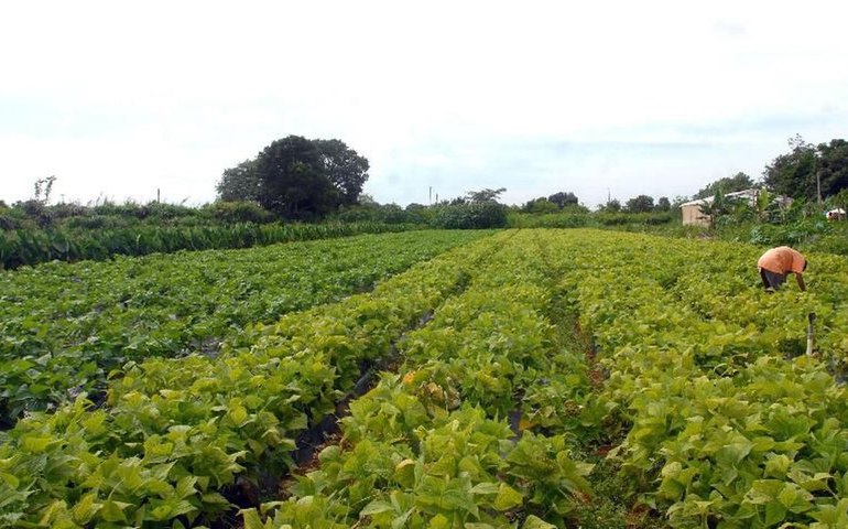 MDA lança programa de gestão para cooperativas da agricultura familiar