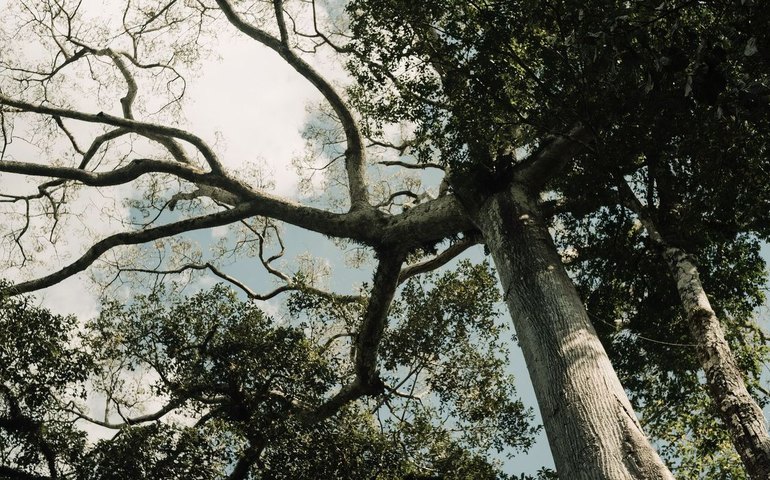 No Acre, indígenas lideram ações de reflorestamento da Amazônia