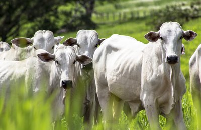 ICC Nutrição Animal conquista certificação de Empresa Amiga do Bem-Estar Animal