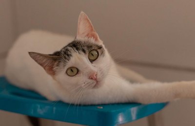 Gabinete da Causa Animal e UVZ promovem duas Feiras de Adoção no final de semana