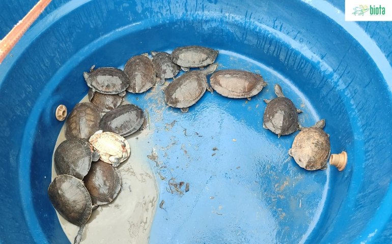 Técnicos do IMA e do Instituto Biota resgatam animais silvestres e garantem cuidados adequados