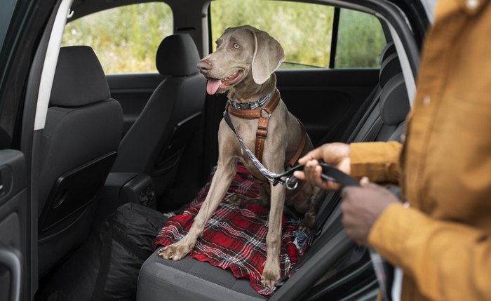 Animais devem estar seguros, com os equipamentos corretos