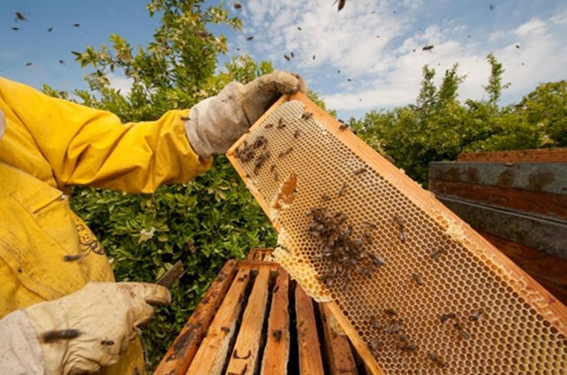 União sedia encontra alagoano de Apicultura e Meliponicultura