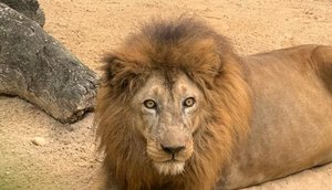 Zoológico de Aracaju: leão passa por exames e é afastado da área de exposição