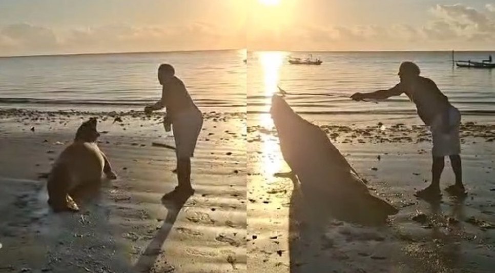 elefante-marinho-interacao-barra-de-santo-antonio-foto-reproducao_widexl