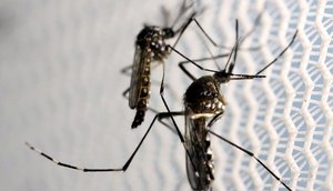 mosquitos_aedes_aegypti_dengue / Foto: Foto: Paulo Whitaker