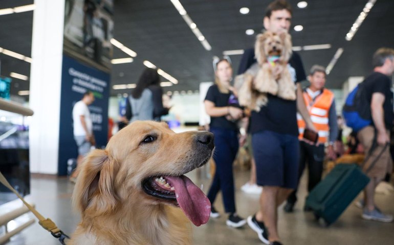 Aéreas podem se negar a embarcar animais de suporte emocional, diz STJ