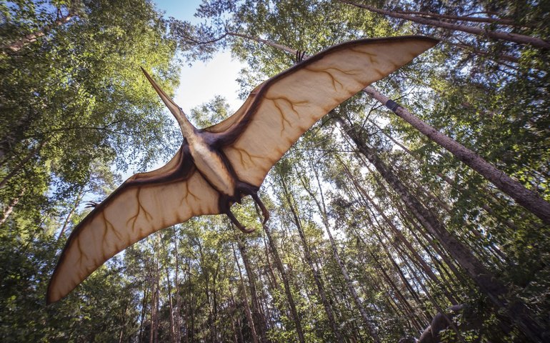 Descobrem na Argentina nova espécie de pterossauro, a mais antiga do gênero (FOTO)