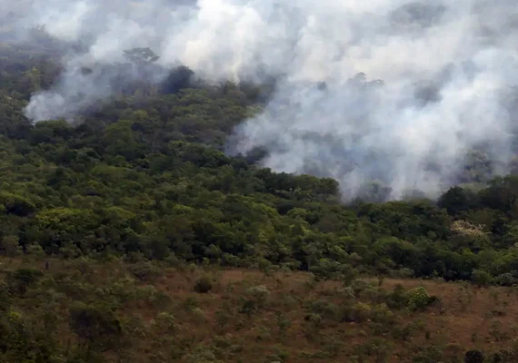 Ibama cria plataforma para acompanhar recuperação ambiental