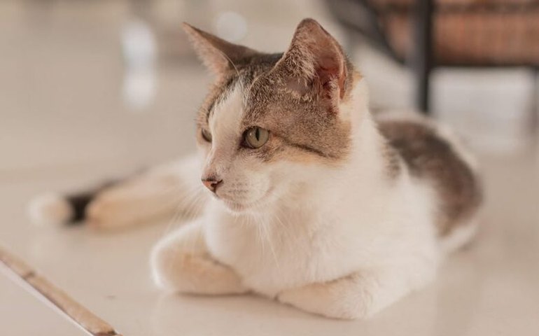 Gabinete da Causa Animal alerta sobre os cuidados ao deixar os pets sozinhos