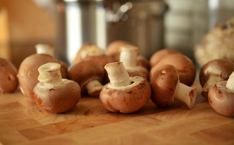 Veganos e fãs da culinária oriental estimulam produção de cogumelos muito além do shiitake
