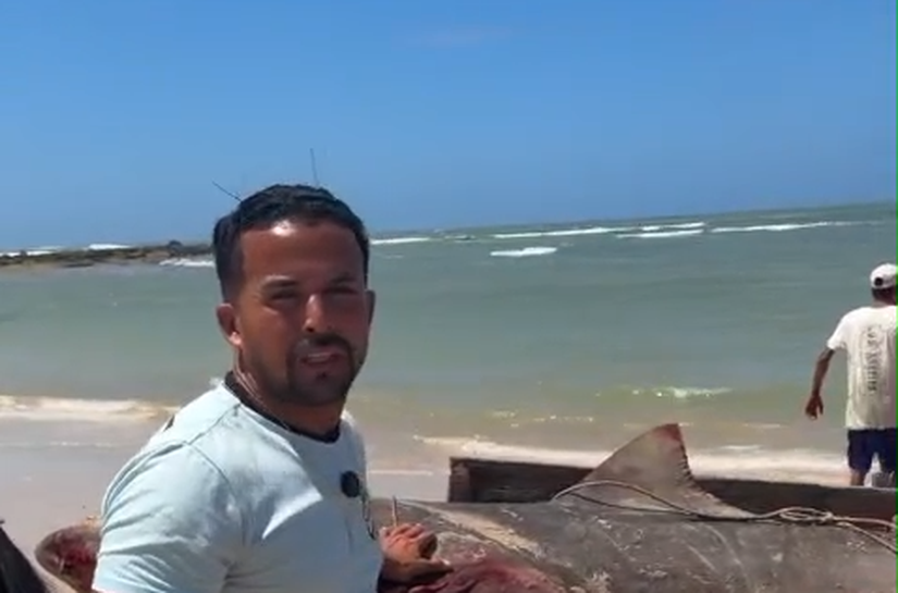Tubarão-tigre de cerca de 300 kg é capturado por pescadores no litoral de Coruripe