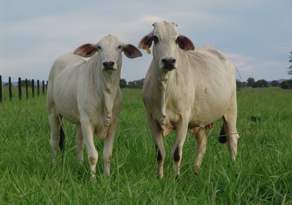 Manejo nutricional de vacas de corte é aliado da produtividade